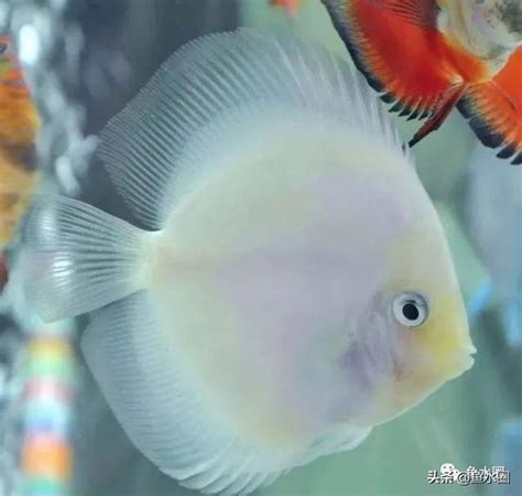 魚躍七彩神仙魚|七彩神仙魚：健康及混養原則